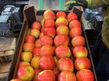 Pommes de Pologne — (Gala, Cortland, Szampion, Jonagold, Golden Delicious, etc. ) - photo 1