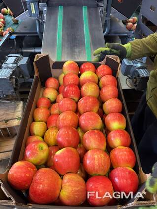 Pommes de Pologne — (Gala, Cortland, Szampion, Jonagold, Golden Delicious, etc. )