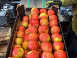 Pommes de Pologne — (Gala, Cortland, Szampion, Jonagold, Golden Delicious, etc. )