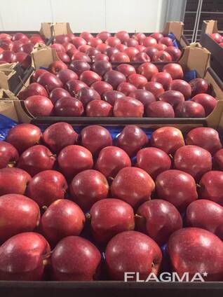 Poolse appels van alle rassen (Gala, Cortland, Szampion, Jonagold, Golden Deliciou s, Alwa