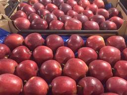 Poolse appels van alle rassen (Gala, Cortland, Szampion, Jonagold, Golden Deliciou s, Alwa