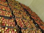 Pommes de Pologne — (Gala, Cortland, Szampion, Jonagold, Golden Delicious, etc. ) - фото 3