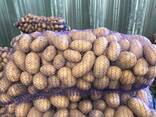 Pommes de terre polonaises : Vineta, Soraya, Queen Anne et autres. - фото 1