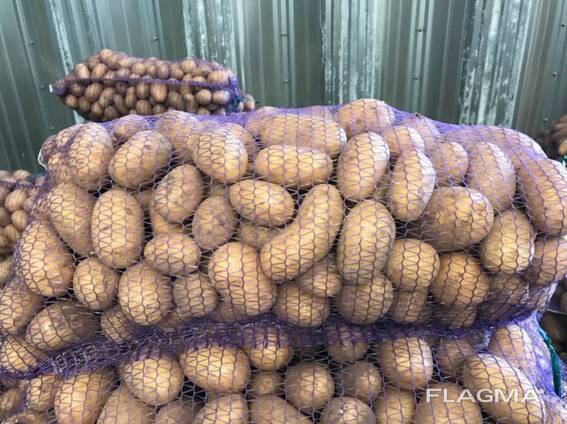 Pommes de terre polonaises : Vineta, Soraya, Queen Anne et autres.