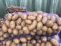 Pommes de terre polonaises : Vineta, Soraya, Queen Anne et autres.