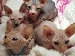Prachtige Sphynxkittens.