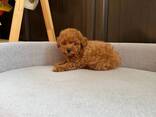 Продаются прекрасные щенки той-пуделя. - фото 2
