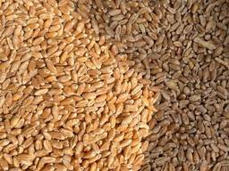 Пшеница Weizen weich Hartweizen