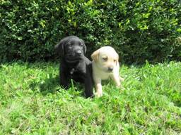 Rashondenpuppy's van het ras Labrador Retriever.