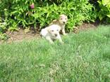 Rashondenpuppy's van het ras Labrador Retriever. - photo 1