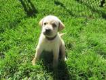 Rashondenpuppy's van het ras Labrador Retriever. - photo 2