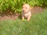 Rashondenpuppy's van het ras Labrador Retriever. - photo 3