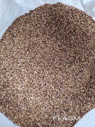 Расторопша происхождение Казахстан