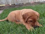Schattige labradorpuppy's - фото 1
