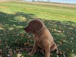 Schattige labradorpuppy's - фото 3