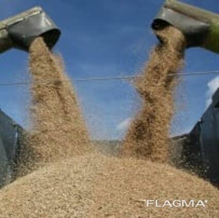 Sell Yellow, white and red millet, hulled and unsullied