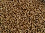 Selling 3000 tons of durum wheat. пшеница - фото 1