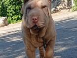 Sharpei puppy - фото 4