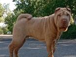 Sharpei puppy - фото 5