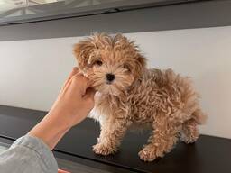 Красивые щенки мальтипу