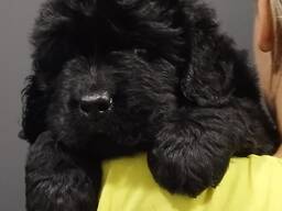 Щенки ньюфауленда