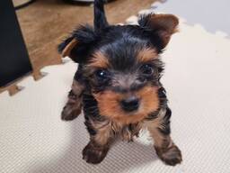 Щенки йоркширского терьера