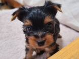 Щенки йоркширского терьера - фото 2
