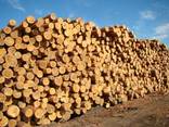 Softwood lumber - photo 5