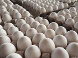 Wholesale Brown and White Chicken Eggs For Sale/ Fresh Chicken eggs, Table Eggs price - photo 2