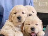 Wij bieden fantastische Golden Retriever pups met een uitstekende bloedlijn - photo 3