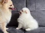 Witte Pomeranian pups - photo 2