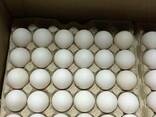 Яйца Куриные - фото 1