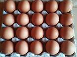 Яйца Куриные - фото 4