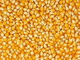 Yellow Corn - photo 1