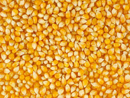 Yellow Corn