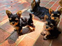 Yorkshire-Terrier-Welpen
